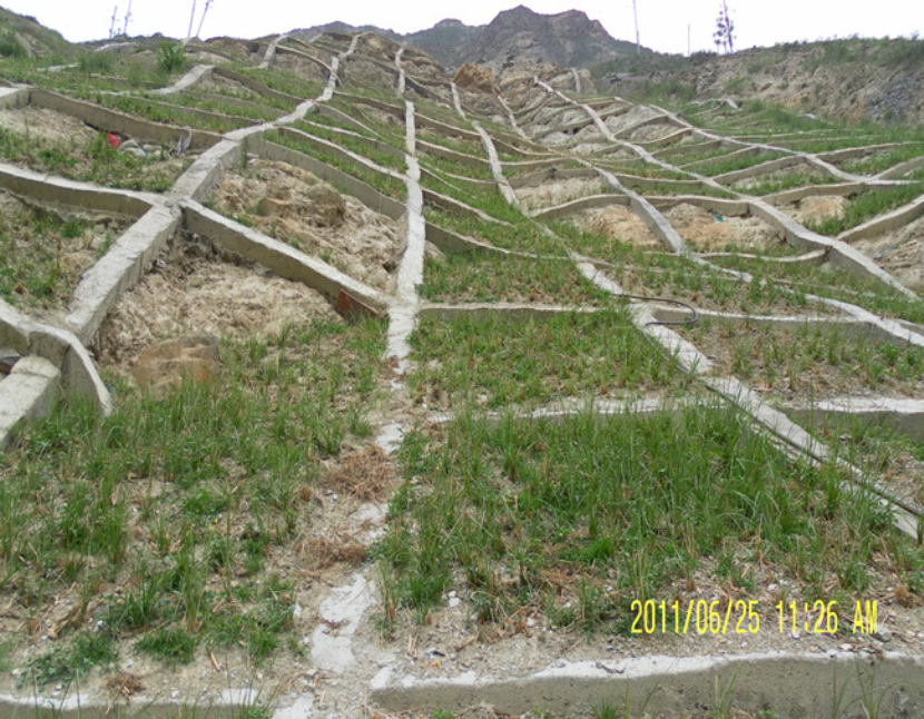  p>香根草(学名: i>vetiveria zizanioides /i> (l.