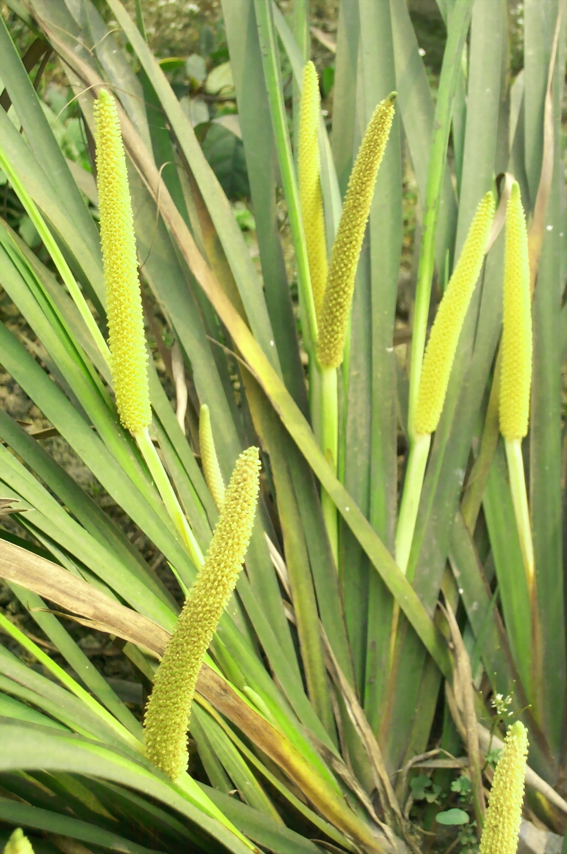 acorus calamus l.