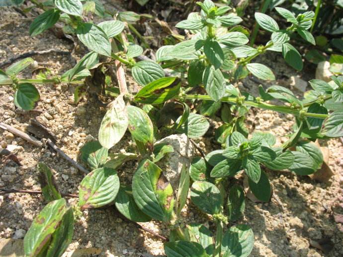 mey.)是茜草科丰花草属植物,一年生直立草本,高15-60cm. /p>