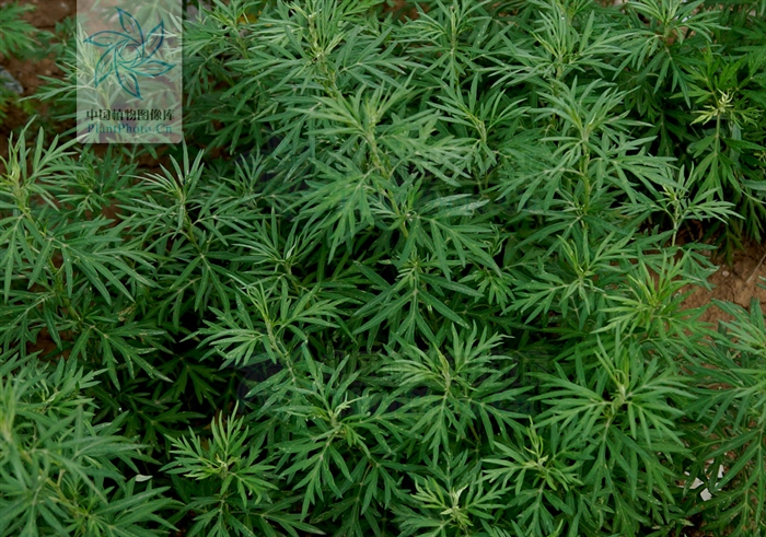  p>南艾蒿, a href="#" data-lemmaid="229000">被子植物门 /a>, a