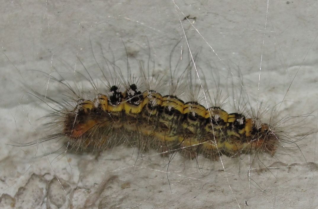  p>昆虫名,属鳞翅目,毒蛾科.