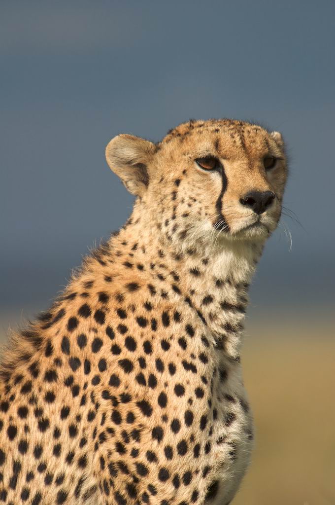 indian cheetah