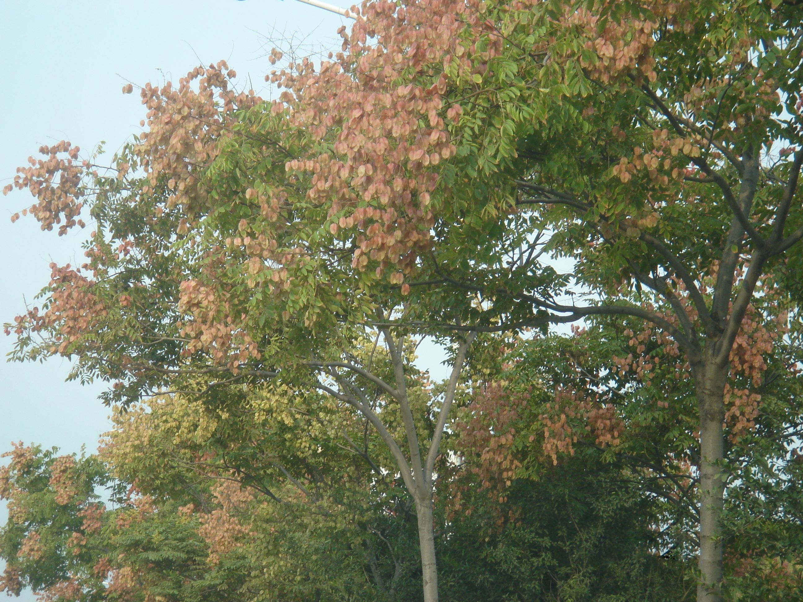  p data-id="gnt71rfnr6">栾树( i>koelreuteria paniculata /i>)