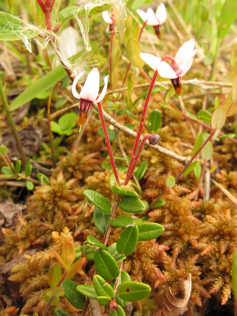 vaccinium oxycoccos linn.