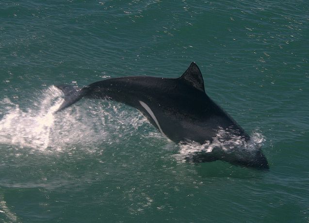 海氏矮海豚