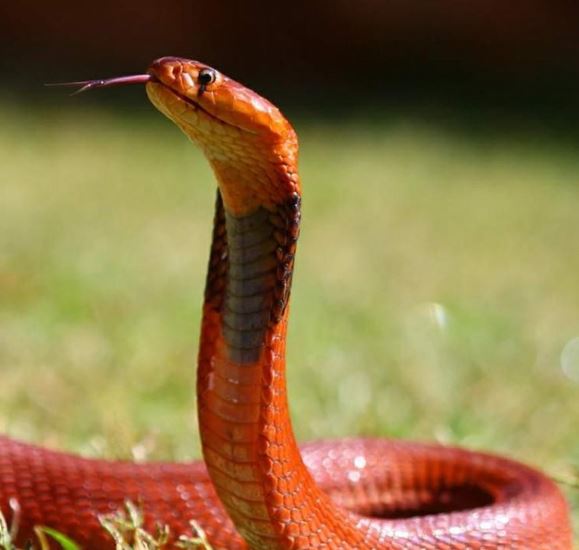 黑颈喷毒眼镜蛇