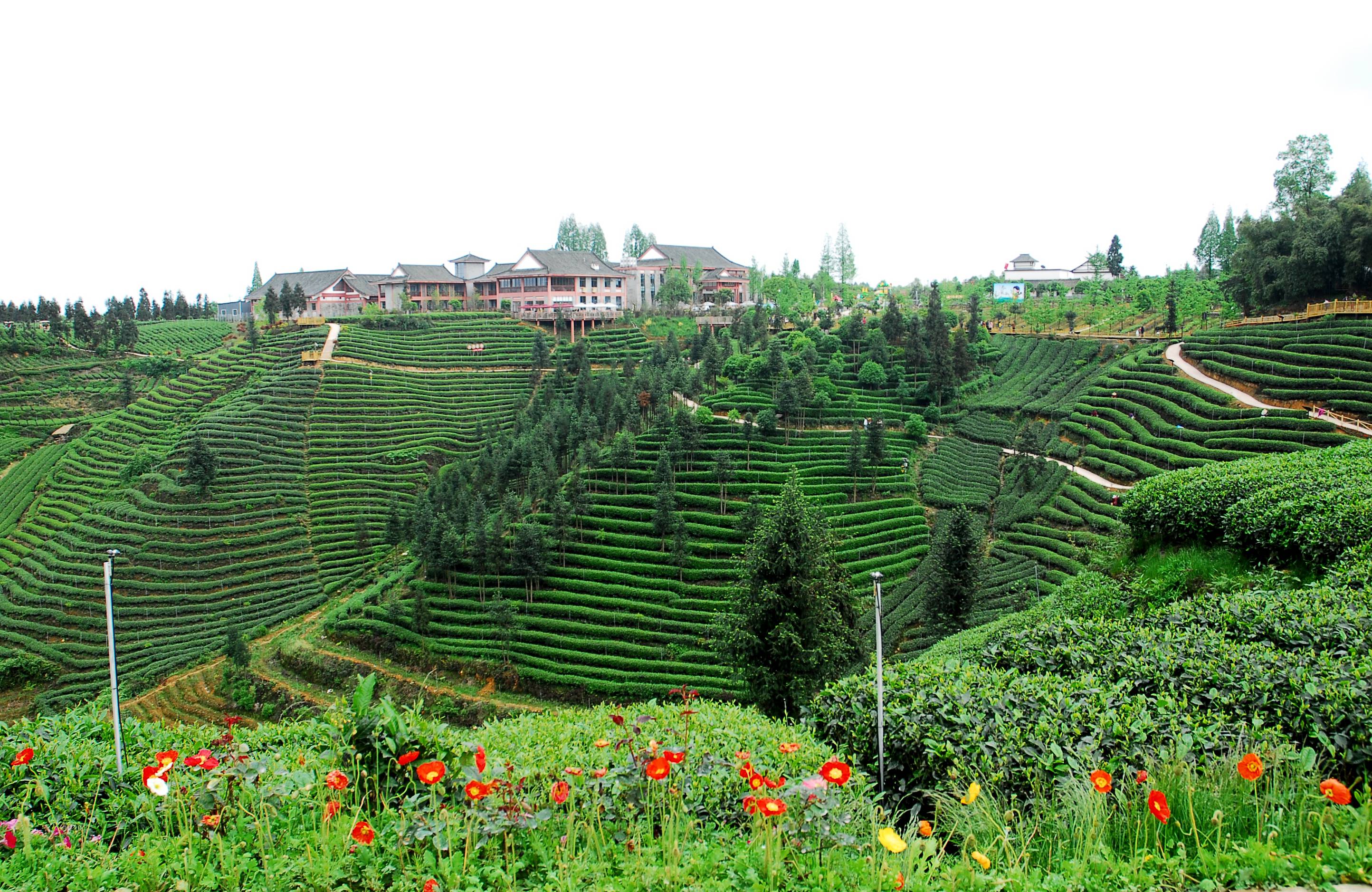 大坪生态观光茶园