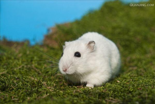  p data-id="gnwswt8o1p">仓鼠在冬天随着阳光的照射毛色会有一半野生