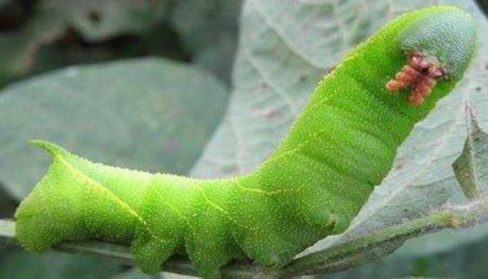  p>豆天蛾( i>clanis bilineata tingtauica /i> mell,1922)是天蛾科