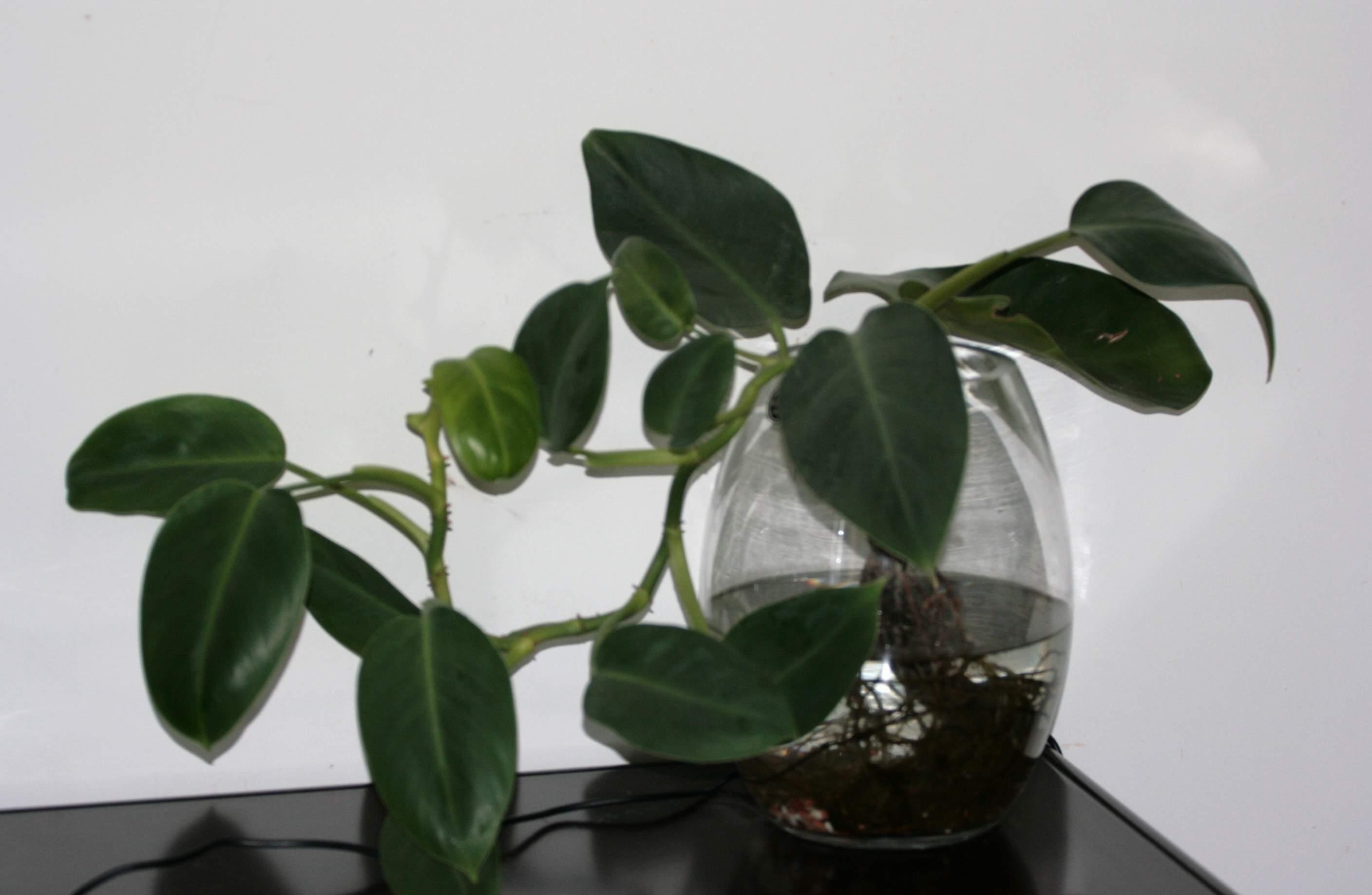  p>水泡花是采用现代生物工程技术,运用物理, a href="#" data-lemma