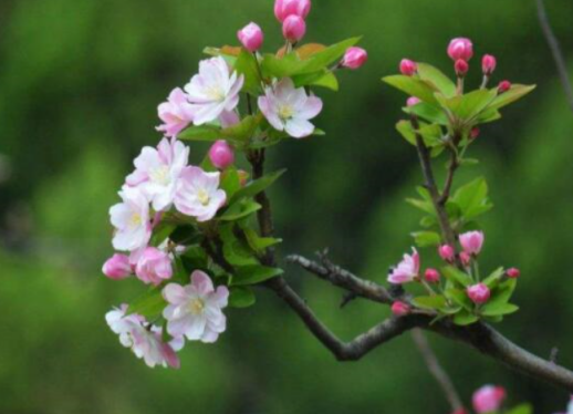海棠花的花语 美到不可方物 百科ta说