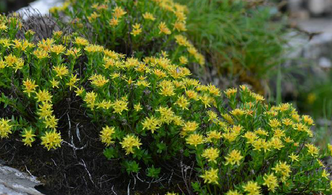 s. h. fu)是景天科红景天属的植物,为中国的特有植物.