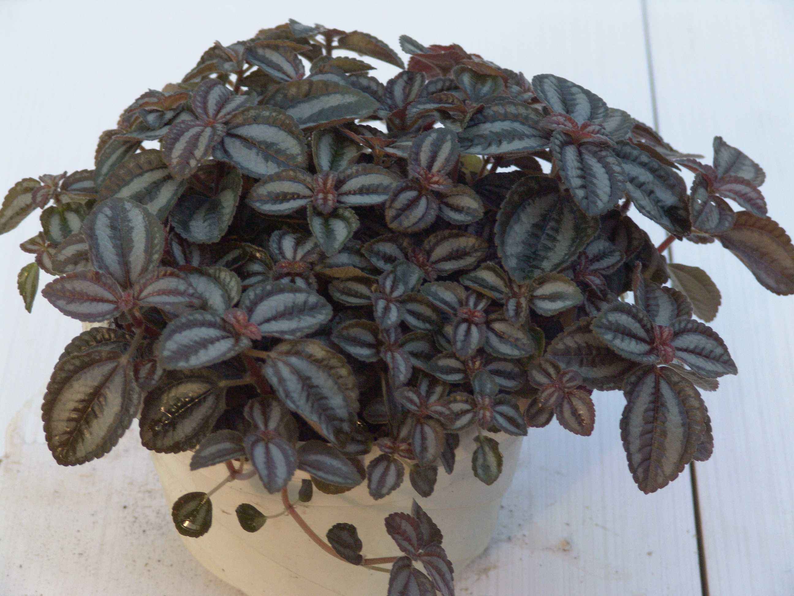  p>皱叶椒草科属胡椒科草 a href="#" data-lemmaid="455250">胡椒属 