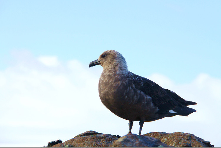 south polar skua