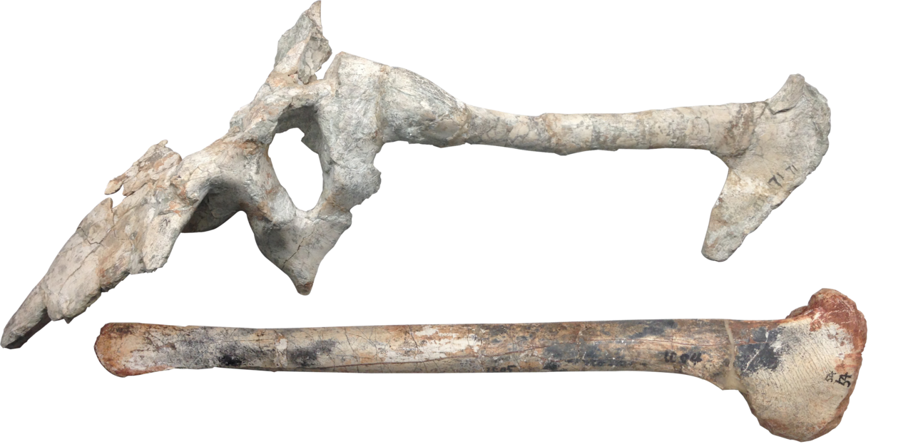 晚白垩世晚期河南秋扒龙腰带,胫骨化石