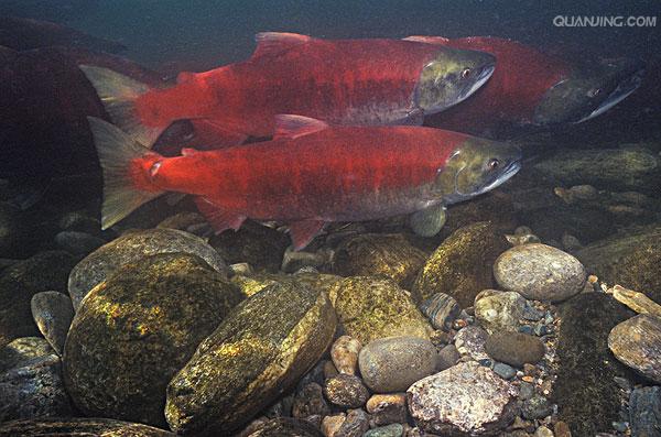 红鲑鱼
