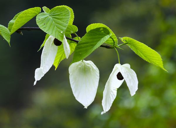  p>珙桐(gǒng tóng)为 a target="_blank" href="/item/落叶乔木