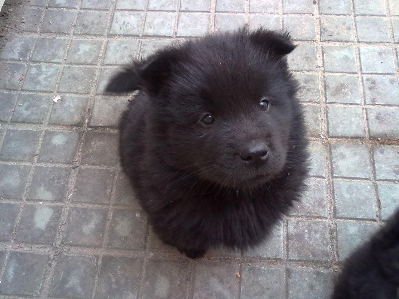 瑞典拉普杭犬