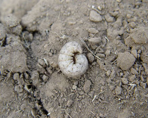 香石竹小地老虎