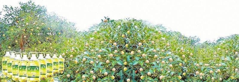 油茶树多少钱
