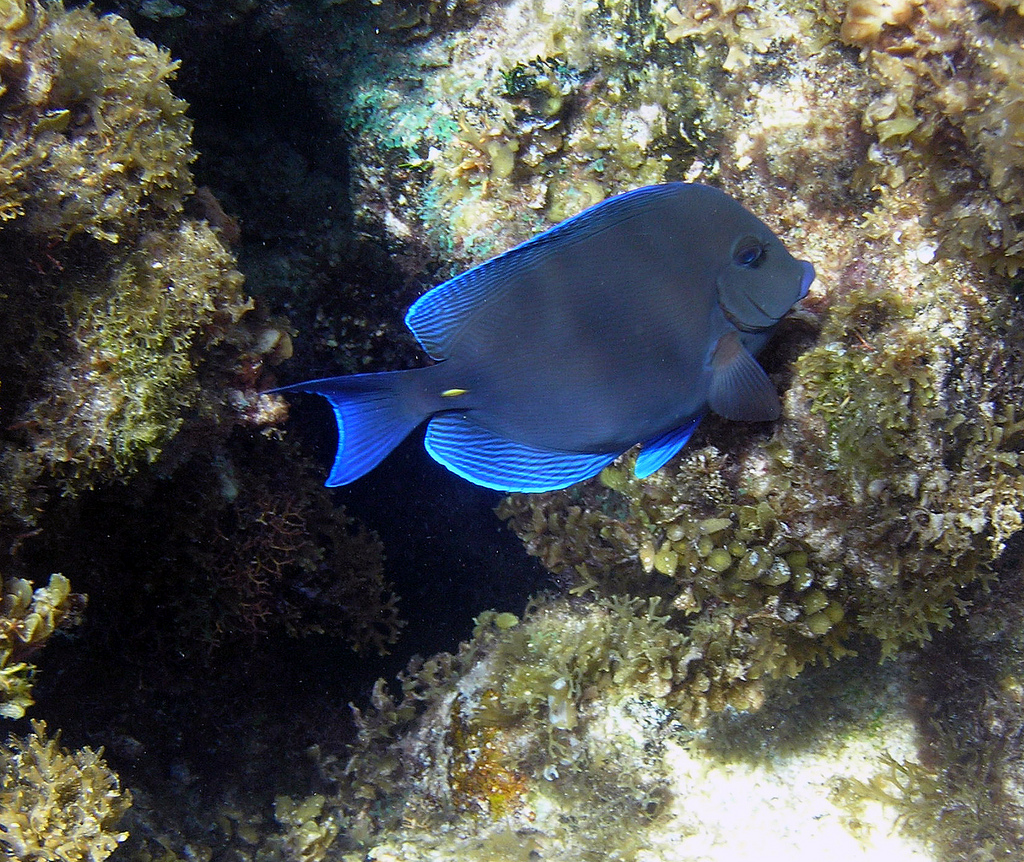  p>蓝刺尾鱼(学名:acanthurus coeruleus).此鱼体呈卵圆形.