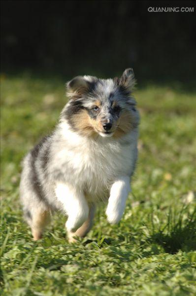 href="#" data-lemmaid="624108">粗毛牧羊犬 /a>的小型种