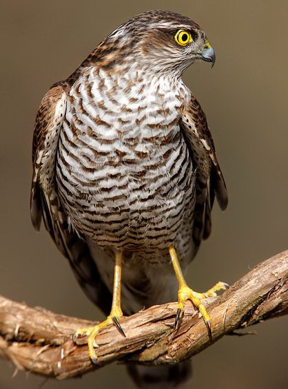 eurasian sparrowhawk