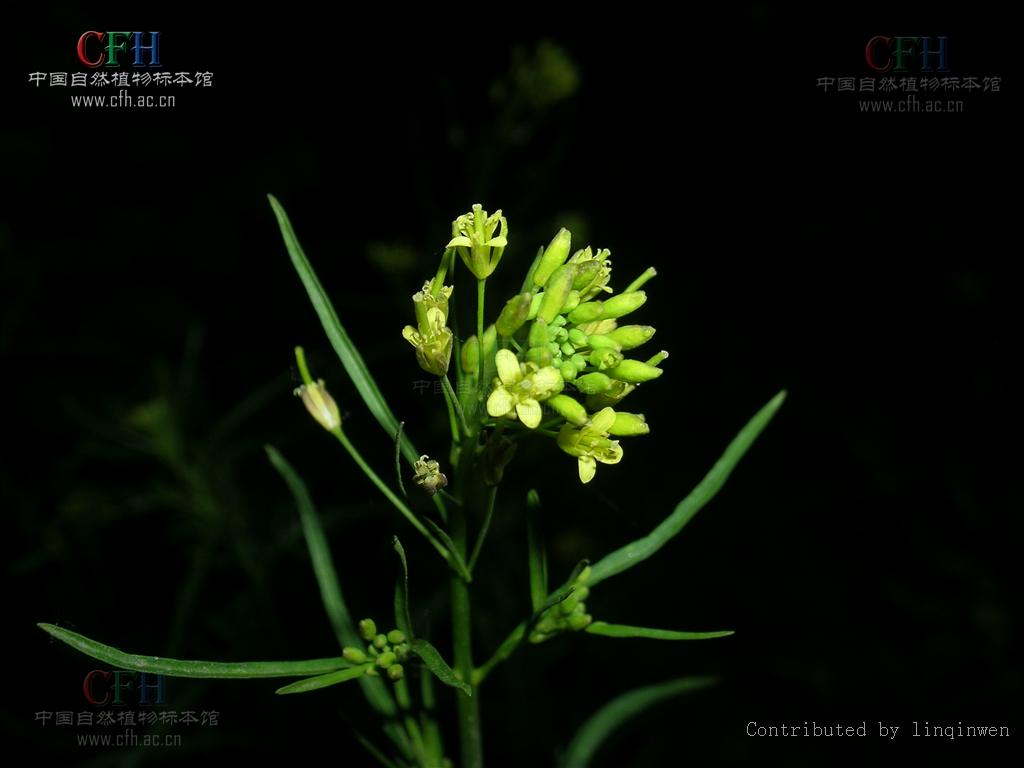  p>云南大蒜芥,角果细长,叶通常粗糙,深刻,似蒲公英. /p>