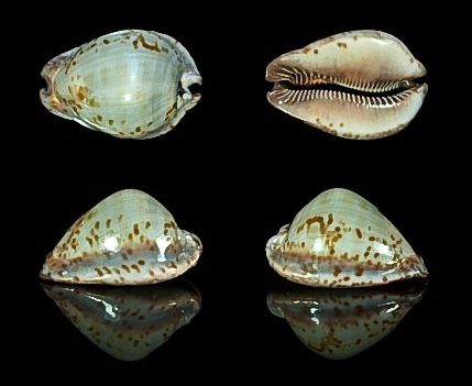  p>大花鼠宝螺(学名:trona stercoraria stercora