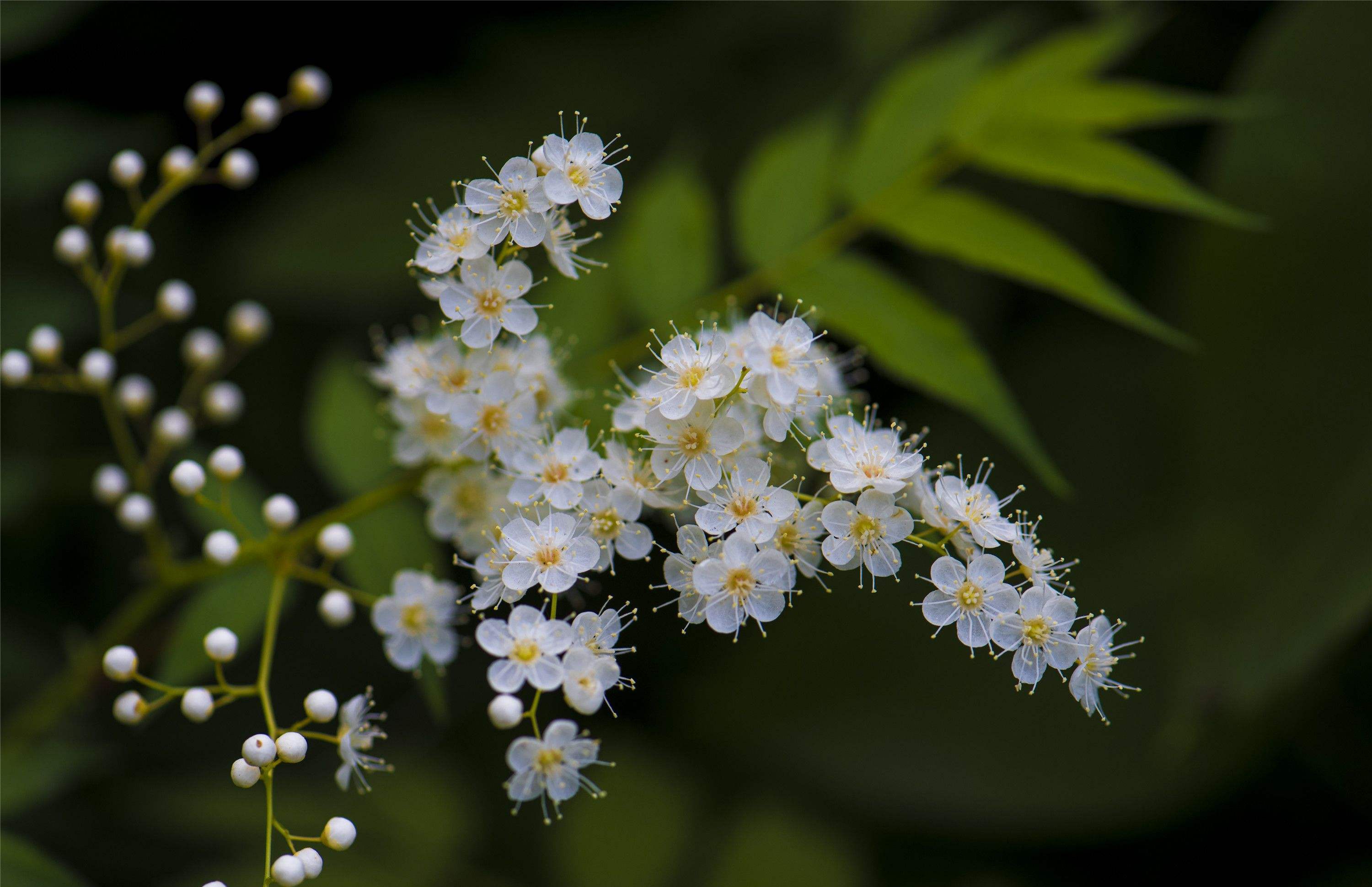 珍珠梅花图片(珍珠梅花的花语)