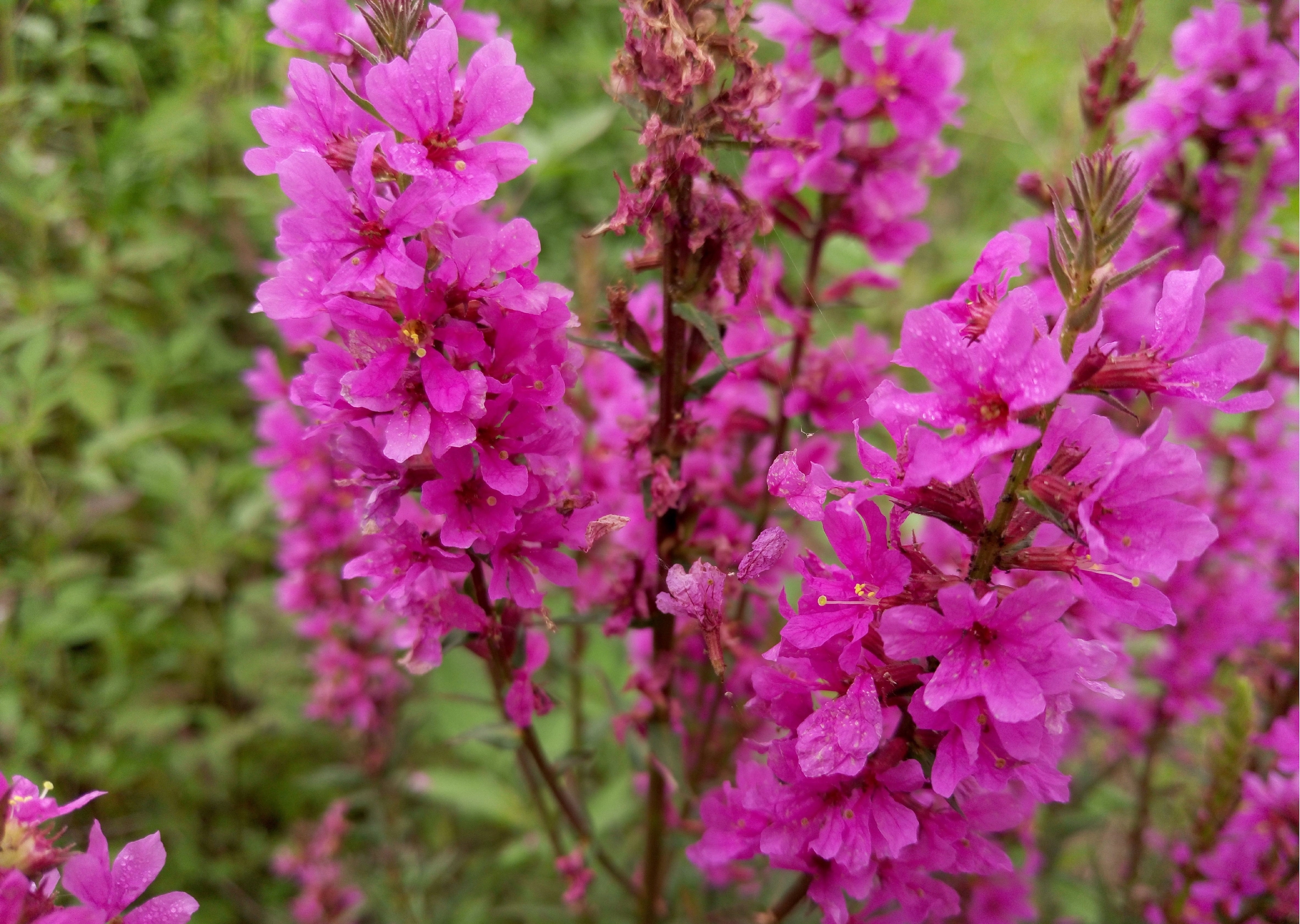  p data-id="tzbwkgmmgyqq">千屈菜是千屈菜科千屈菜属的多年生草本