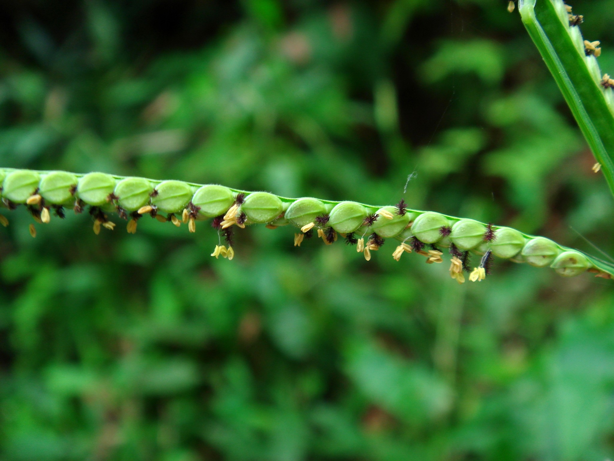  p>雀稗(学名: i>paspalum thunbergii /i> kunth ex steud.