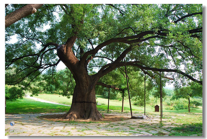 上百年间的槐树,成为很多景区的一个景点,如 泰山古槐,唐槐抱子;卧龙