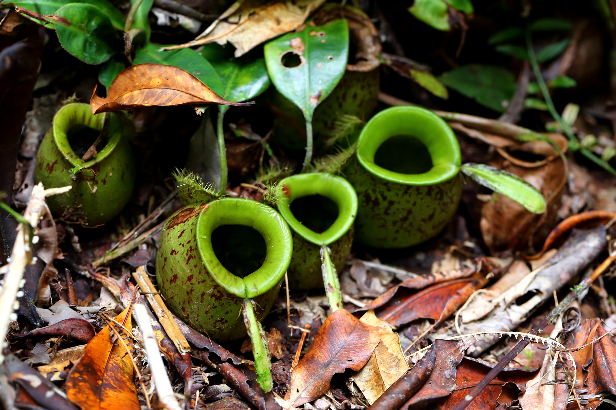 nepenthes ampullaria