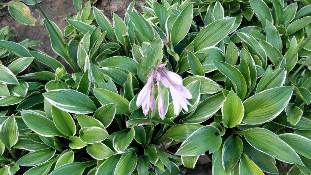  p>垫丛紫萼藓, a target="_blank" href="/item/植物/142914" data