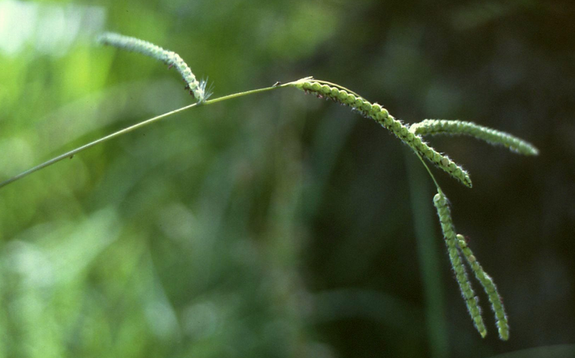  p>毒麦(学名: i>lolium temulentum /i> l.