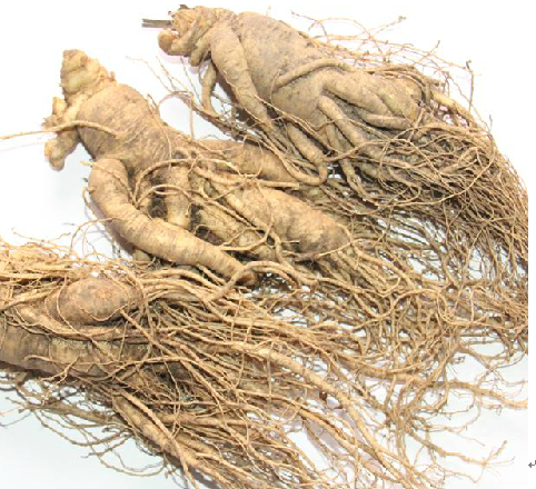 ">五加科 /a> a target="_blank" href="/item/人参属/10213756" data