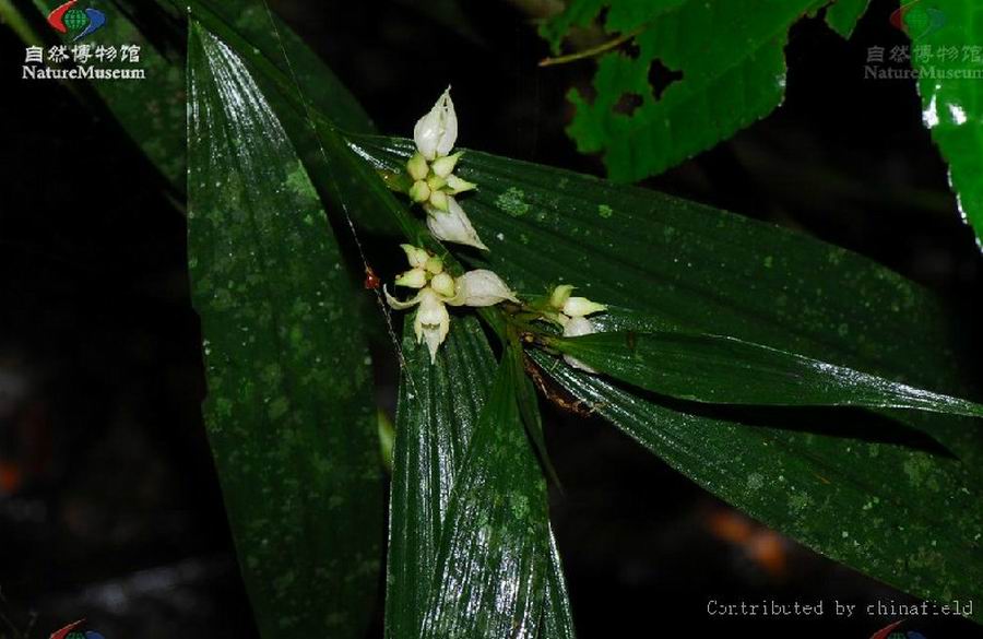 tropidia nipponica masamune