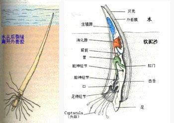  p>角贝通指角贝属动物.