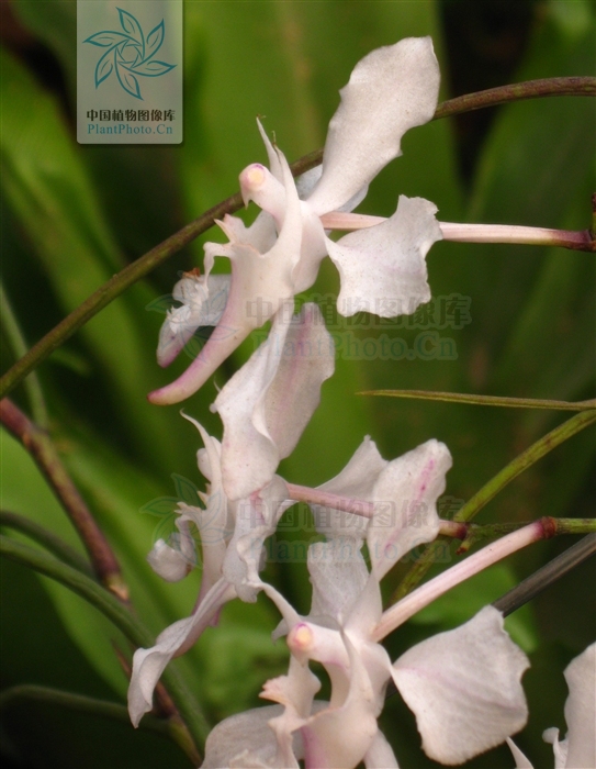  p>凤蝶兰(学名: i>papilionanthe teres /i>  (roxb. ) schltr.