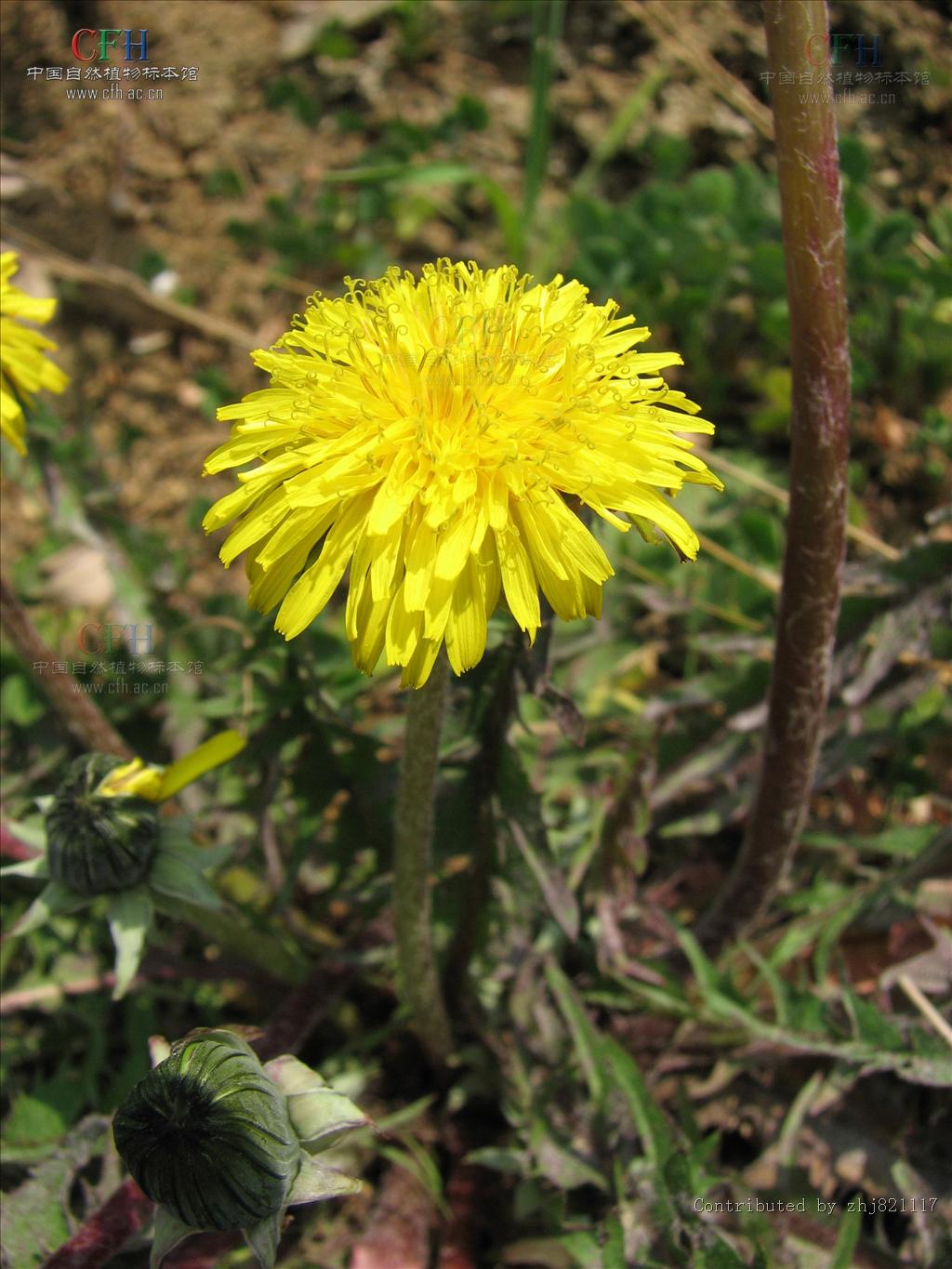  p>亚洲蒲公英(学名: i>taraxacum asiaticum  /i>dahlst.