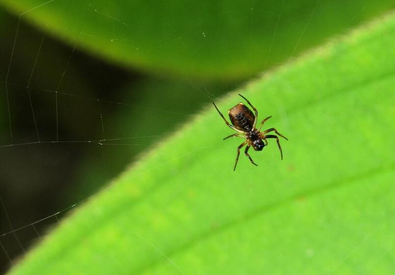 target="_blank" href="/item/园蛛科/2848276" data-lemmaid="