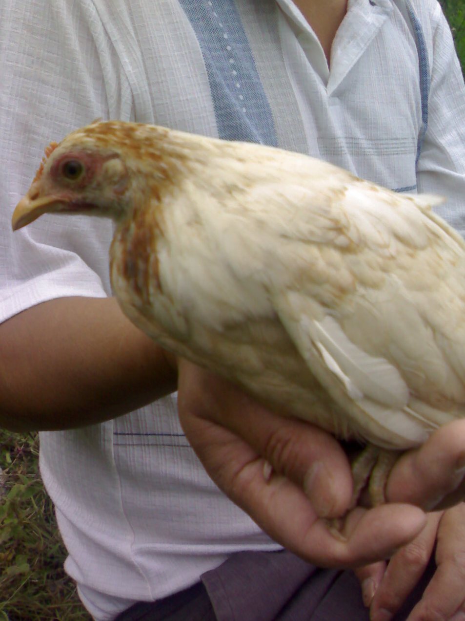 j8">藏鸡是分布于我国 a target="_blank" href="/item/青藏高原/849"