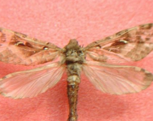  p data-id="gnx6gwjg3w">虫草蝙蝠蛾( i>hepialus armoricanus) /i>