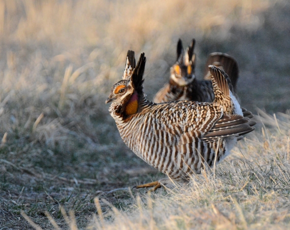 greater prairie chicken
