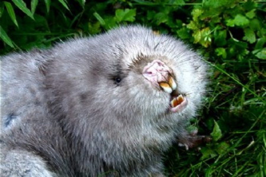 " data-lemmaid="2092888">竹鼠 /a>(rhizomyidae;bamboo rats), a