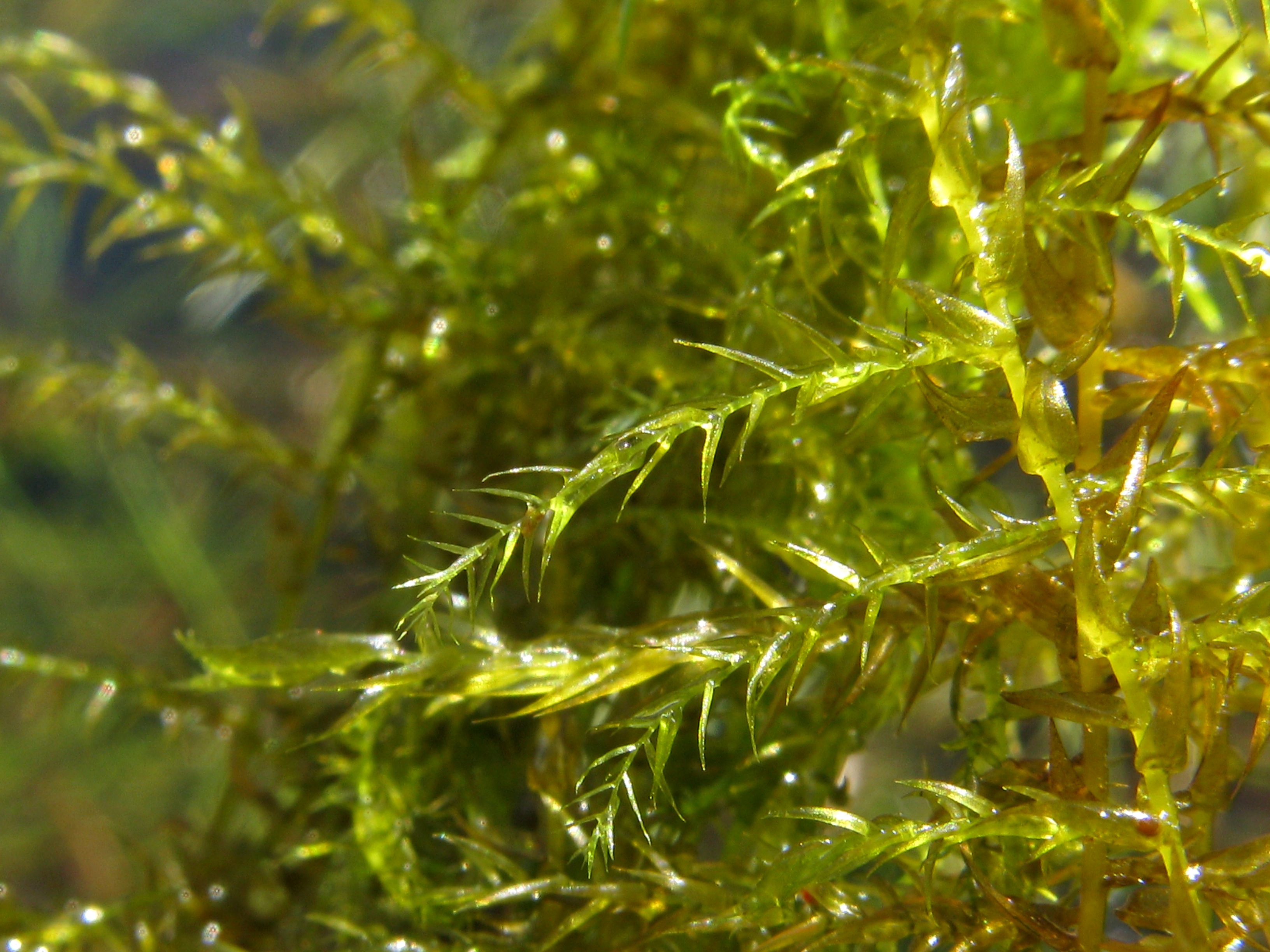  p>镰刀藓藓丛柔弱,黄绿色或深绿色.植物体粗大,绿色或棕黄绿色.