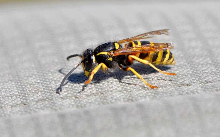 德国黄胡蜂