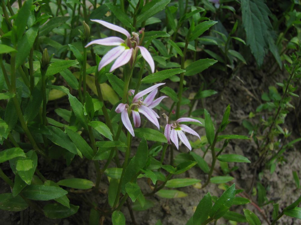  p>半边亚莲科( lobelioideae schonland),双子叶植物,约25属,1000种