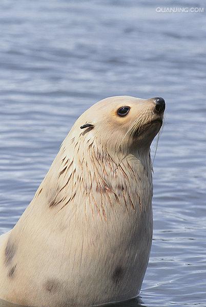  p>海豹是对 a href="#">鳍足亚目 /a>种 a href="#">海豹科 /a>动物